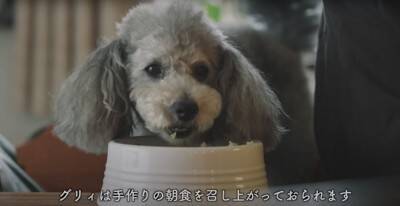 犬が『赤ちゃん用マット』に乗った結果…まさかの『自分のもの』と勘違いする様子が7万再生「可愛いｗ」「ねんねしてみたかったんだね」の声