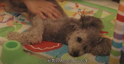 犬が『赤ちゃん用マット』に乗った結果…まさかの『自分のもの』と勘違いする様子が7万再生「可愛いｗ」「ねんねしてみたかったんだね」の声