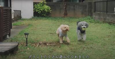 犬が『赤ちゃん用マット』に乗った結果…まさかの『自分のもの』と勘違いする様子が7万再生「可愛いｗ」「ねんねしてみたかったんだね」の声