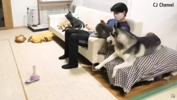 ハスキー犬が家族の前で『オナラ』した結果…まさかの『言い訳をする姿』が面白すぎると85万再生「リアクション️爆笑」「恥ずかしそうで草」