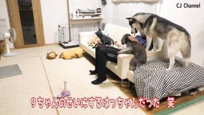 ハスキー犬が家族の前で『オナラ』した結果…まさかの『言い訳をする姿』が面白すぎると85万再生「リアクション️爆笑」「恥ずかしそうで草」