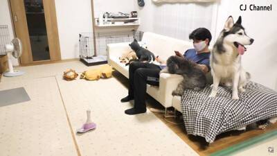 ハスキー犬が家族の前で『オナラ』した結果…まさかの『言い訳をする姿』が面白すぎると85万再生「リアクション️爆笑」「恥ずかしそうで草」