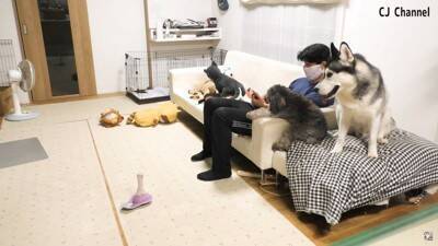 ハスキー犬が家族の前で『オナラ』した結果…まさかの『言い訳をする姿』が面白すぎると85万再生「リアクション️爆笑」「恥ずかしそうで草」