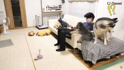 ハスキー犬が家族の前で『オナラ』した結果…まさかの『言い訳をする姿』が面白すぎると85万再生「リアクション️爆笑」「恥ずかしそうで草」