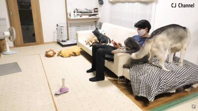 ハスキー犬が家族の前で『オナラ』した結果…まさかの『言い訳をする姿』が面白すぎると85万再生「リアクション️爆笑」「恥ずかしそうで草」