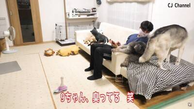 ハスキー犬が家族の前で『オナラ』した結果…まさかの『言い訳をする姿』が面白すぎると85万再生「リアクション️爆笑」「恥ずかしそうで草」