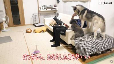 ハスキー犬が家族の前で『オナラ』した結果…まさかの『言い訳をする姿』が面白すぎると85万再生「リアクション️爆笑」「恥ずかしそうで草」