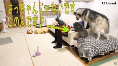 ハスキー犬が家族の前で『オナラ』した結果…まさかの『言い訳をする姿』が面白すぎると85万再生「リアクション️爆笑」「恥ずかしそうで草」