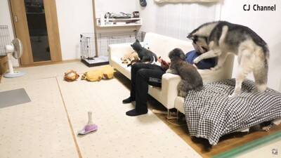 ハスキー犬が家族の前で『オナラ』した結果…まさかの『言い訳をする姿』が面白すぎると85万再生「リアクション️爆笑」「恥ずかしそうで草」