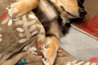 子犬を迎えて『人間の子どものように育てた』結果→1年8ヶ月後…愛おしすぎる『おねんね』が9万再生「和んだ」「安心してるのたまらない」