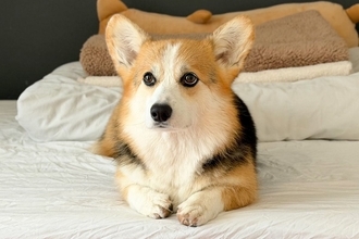 『同じ犬なんだけど…』遊んでいる時と普段の時を比べた結果→アニメキャラのような『変貌っぷり』に反響「ヒャッハー犬ｗｗ」「別の生き物で草」