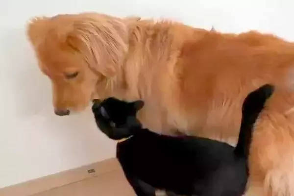 猫に遊びに誘われた大型犬→嬉しさが隠しきれなくて…思わずニヤけてしまう『尊い光景』が96万表示「幸せ伝わってくる」「可愛すぎ」と悶絶