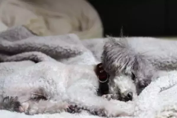 犬が死ぬ直前『飼い主から離れたがる』心理５選　後悔しないために飼い主ができることまで