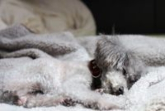 犬が死ぬ直前『飼い主から離れたがる』心理５選　後悔しないために飼い主ができることまで