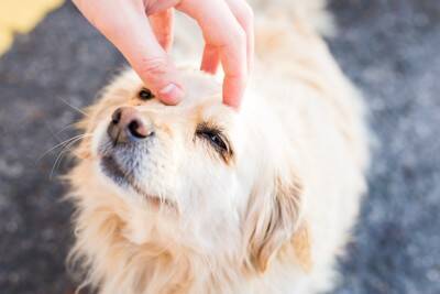 犬が嫌がる『スキンシップ』５選　愛犬が不快に感じる触り方や正しい接し方まで