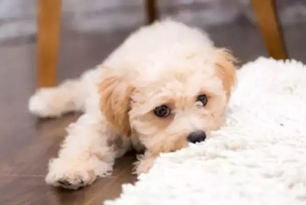 犬が『愛情不足』のときにみせる行動5選　寂しさや不安を解消させるにはどうしたらいいの？