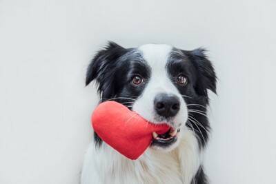 犬が『愛情不足』のときにみせる行動5選　寂しさや不安を解消させるにはどうしたらいいの？