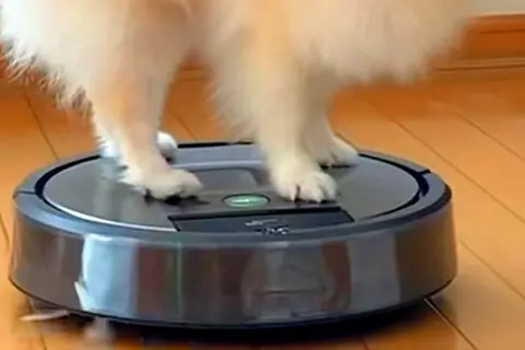 床を掃除中のルンバ→犬が『上に乗っかった』結果…楽しいのが伝わる『ニッコニコ笑顔』に反響「室内ドライブ」「楽しそう」「乗りこなしてるｗ」