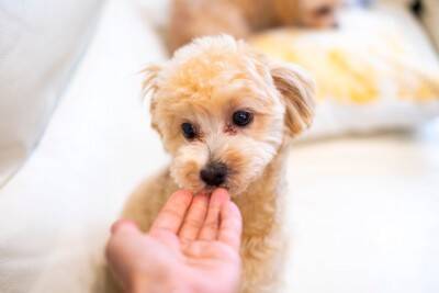 犬に精神的苦痛を与える『絶対NG行為』５選　一生消えないトラウマを与える最悪な行動とは
