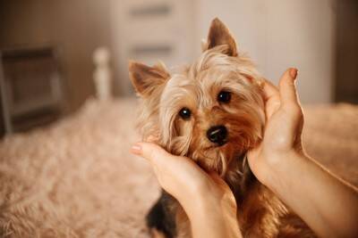 犬に精神的苦痛を与える『絶対NG行為』５選　一生消えないトラウマを与える最悪な行動とは