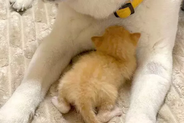 急遽、子猫を引き取ることに→『家にいる犬が受け入れてくれるかな』と心配していたら…あまりにも尊い光景に反響「可愛くて無理」「親子みたい」