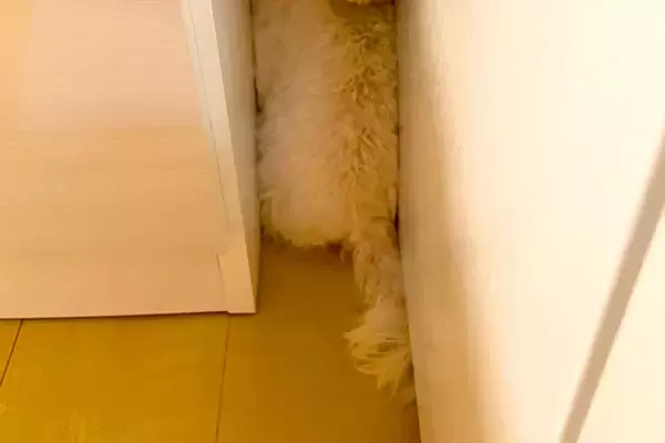 生まれて初めて『インターホンの音』を聞いた犬→ビックリしすぎて、隙間に…守りたくなる行動と表情に2万いいね「尊すぎて爆笑」「無邪気な瞳」
