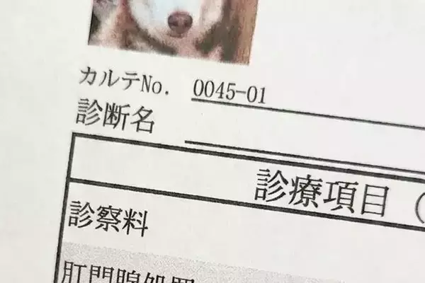 大嫌いな『肛門腺絞り』をする大型犬→終わった後『カルテ用の顔写真』を撮影され…まさかの『グレてしまった表情』に8万いいね「ブチギレで草」