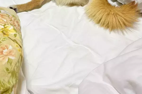初めて犬と一緒に旅行へ→『不安で寝れないかも』と心配していたら…思っていたのと違う『まさかの光景』に5万いいね「気が抜けたのかなｗ」