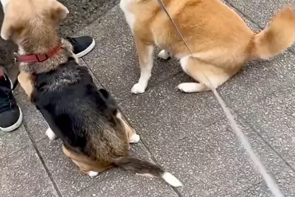 散歩中、知らないワンコが『おやつをもらう瞬間』を見た柴犬→『まさかの行動』が面白可愛いと17万再生「当たり前にｗｗ」「困惑してて草」