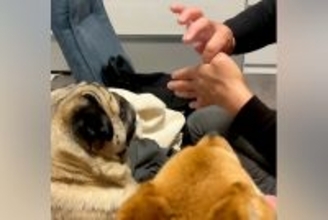 『親指が消えるマジック』を犬に披露する父→あまりにも『ピュアすぎるリアクション』が18万再生「探しにいくの草」「可愛すぎw」と絶賛の声