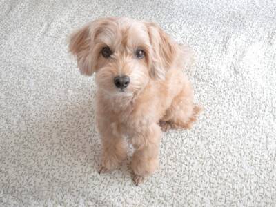 『不器用な犬』がみせる仕草や行動５選　考えられるリスクや注意点まで解説