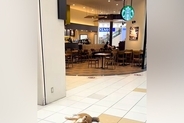 『スタバの前で駄々をこねる犬』ワンコと一緒にショッピングモールに行った結果→まるで人間の子どものような光景が41万再生「イヤイヤ期ｗｗ」