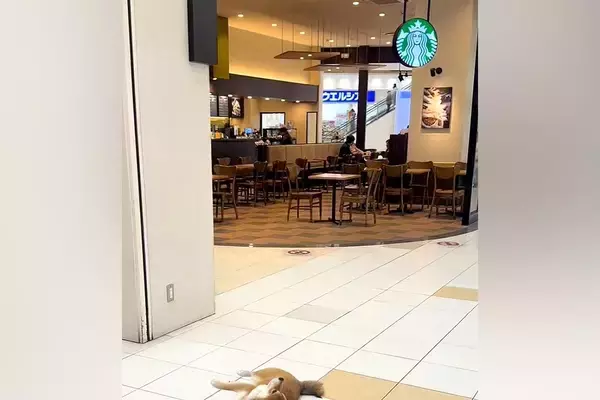 『スタバの前で駄々をこねる犬』ワンコと一緒にショッピングモールに行った結果→まるで人間の子どものような光景が41万再生「イヤイヤ期ｗｗ」