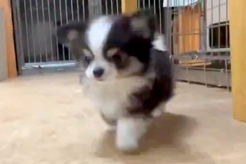 拙い歩き方をする赤ちゃん犬→『足が悪いのかな』と思い、心配で病院に行ったら…『まさかの診断結果』が173万表示「尊すぎるｗ」「可愛い」