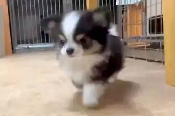 拙い歩き方をする赤ちゃん犬→『足が悪いのかな』と思い、心配で病院に行ったら…『まさかの診断結果』が173万表示「尊すぎるｗ」「可愛い」