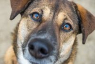 犬の『視力』はどのくらい？人間とは異なるモノの見え方とは？