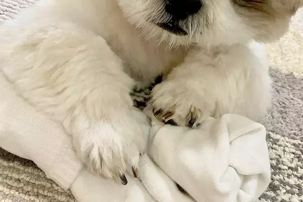 洗濯した靴下を『絶対に渡さない』と守る犬→表情を見てみると…人間顔負けな『大悪党の顔』に4万いいね「相当なワルだｗｗ」「プロの目で草」