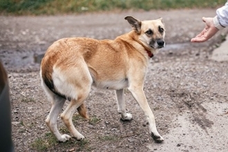 犬が『パニック』になっているときのNG行為3つ　愛犬を混乱させないための適切な対応まで