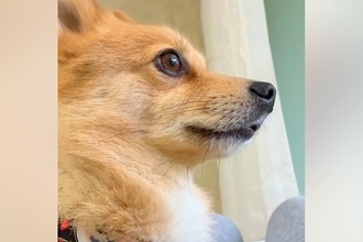 外をチェックしようと、窓際に集まる犬たち→『家を守ってくれてるな』と下を見てみると…まさかの光景に反響「パパ犠牲にｗ」「たくましい横顔」