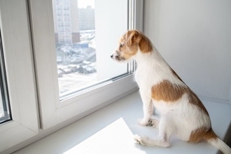 犬が『窓の外を眺めている』ときの心理4選　何を考えているの？飼い主がすべき対応まで