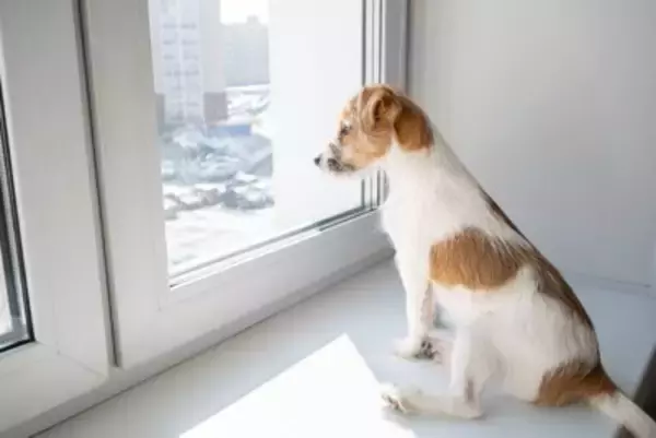 犬が『窓の外を眺めている』ときの心理4選　何を考えているの？飼い主がすべき対応まで