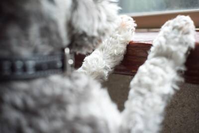 犬が『窓の外を眺めている』ときの心理4選　何を考えているの？飼い主がすべき対応まで