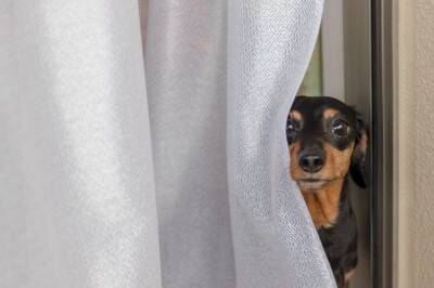 犬が『窓の外を眺めている』ときの心理4選　何を考えているの？飼い主がすべき対応まで