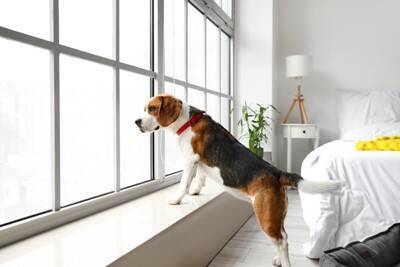 犬が『窓の外を眺めている』ときの心理4選　何を考えているの？飼い主がすべき対応まで