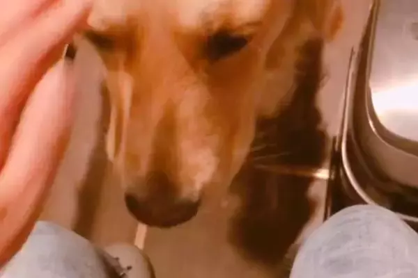 辛くて涙が止まらない女性→少し落ち着いたら、遠くでそっと見ていた『大型犬』が来て…あまりにも優しい光景が27万再生「心配してる」「感動」