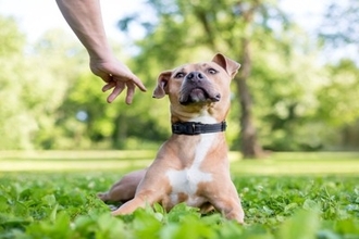 犬が『ヒコーキ耳』になっているときの心理5つ　耳の動きからわかる感情の変化とは？