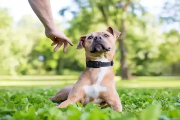 犬が『ヒコーキ耳』になっているときの心理5つ　耳の動きからわかる感情の変化とは？