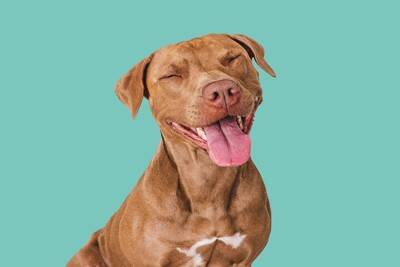 犬が『ヒコーキ耳』になっているときの心理5つ　耳の動きからわかる感情の変化とは？