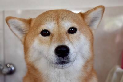犬が『ヒコーキ耳』になっているときの心理5つ　耳の動きからわかる感情の変化とは？