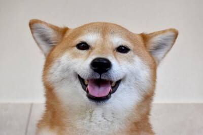犬が『ヒコーキ耳』になっているときの心理5つ　耳の動きからわかる感情の変化とは？